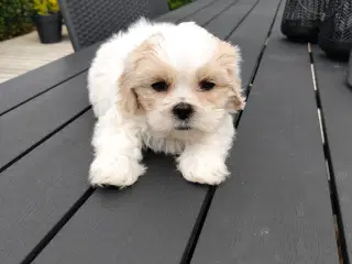 Shit tzu hvalpe