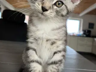 Maine Coon blandning 