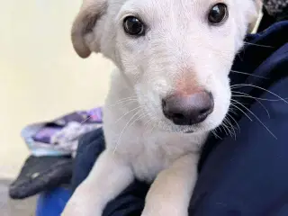 Åh åh åh Buster… kigger efter sin familie