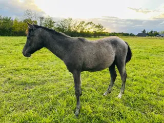 Pony Hingst 