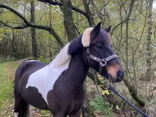 Sødeste pony