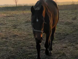 13 årig pensioneret traver hoppe/ hygge hest/