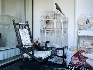 5 år gammel og ikke helt tæmmet