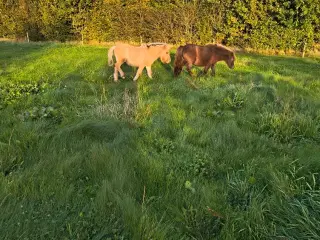 1 stk. ponyhoppe på 6 år med føl efter fjordhingst
