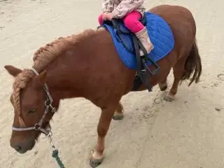 Shetlænder vallak  på 4 år 
