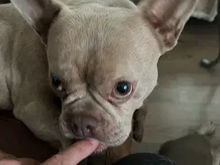 VERDENS SØDESTE FRANSK BULLDOG PIGE M FULD RØNTGEN