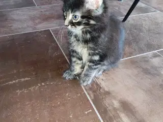 Main Coon killinger