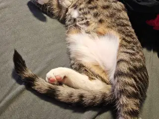 Kat søger nyt hjem