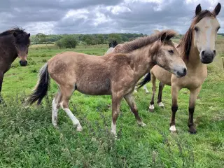 Ponyføl 