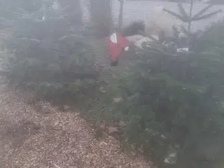 Jule træer og andre  Jule  ting  kertevej 6 5560 