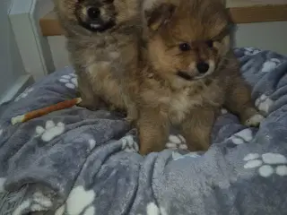 Pomeranian 