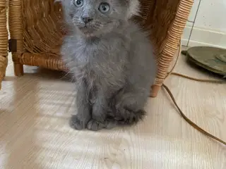 Skovkattekillinger efter Maine Coon og Norsk skovk