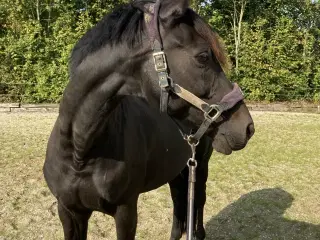 Smuk hest