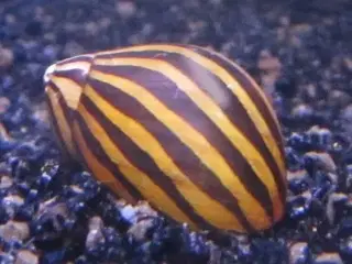 Akvarie snegle sælges