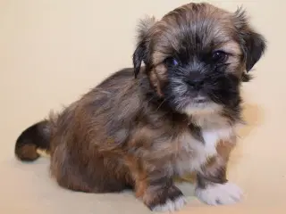 Lhasa Apso  hvalpe