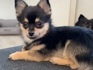 Pomeranian/chihuahua Hvalp