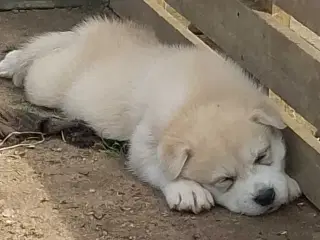 Alaska Malamute Chow Chow tjekkiske ulvehund husky