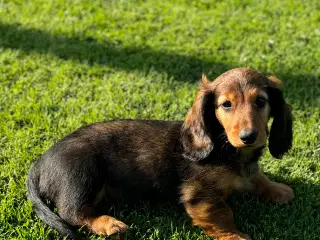 Langhåret gravhunde hvalpe