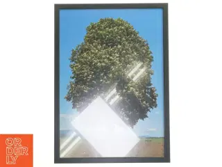 Plakat med trær (str. 30x42 cm)