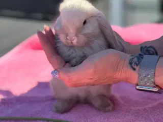 Mini lop kanin unge
