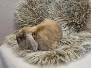 Mini lop han 