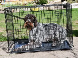 Hundebur - transportbur sælges