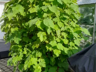 Sparmannia africana Stor grøn potteplante ca. 180 