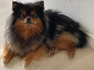 Pomeranian tæve