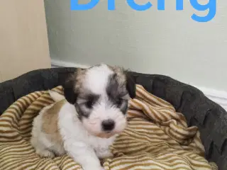 Coton de Tulear hvalpe 