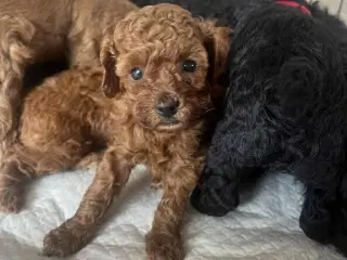 Hund Cavapoo 