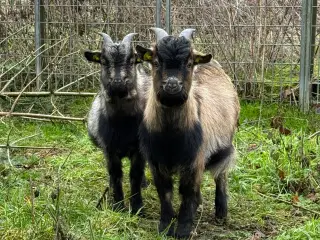 Små søde dværggeder