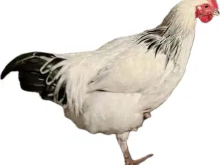 Sussex hane 