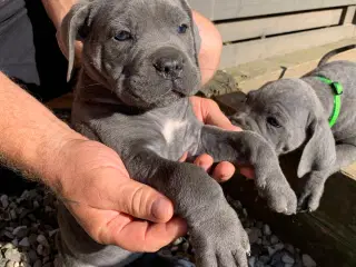 Cane Corso Italiano hvalp 