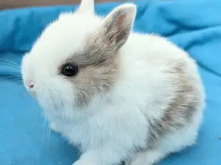 Hermelin kaninunge sælges 