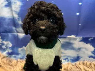 Cavapoo  Miniature vi så klar