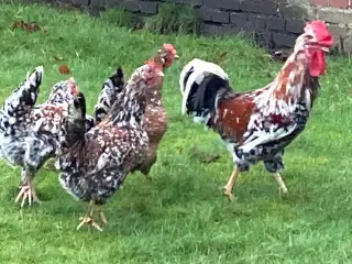 Rugeæg 