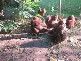 8 høns  Wyandotter- dværg