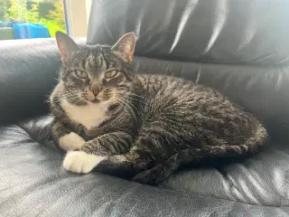 Katte søger nyt hjem🙏