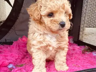 Maltipoo charmetrold dreng