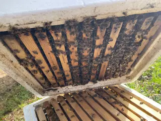 Bifamilier på LavNormal rammer.