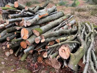 3-4 meter flot bøgebrænde