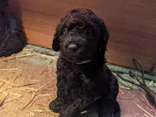 Springer Doodle hvalp - 1 han tilbage