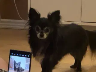 Chihuahua han tilbydes til parring/avl 