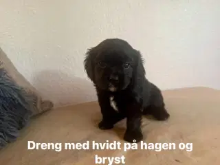 Cavalier hvalpe 