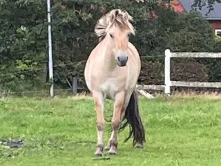 Sporty Fjordhest sælges