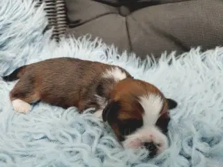 Lhasa apso med stambog