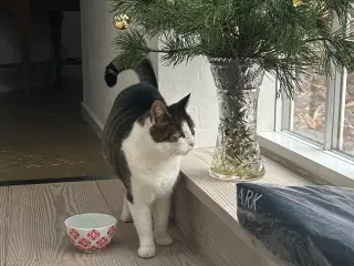 Sød huskat bortgives til godt hjem