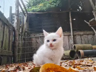 Vidunderlige kattekillinger
