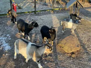 Dværggeder