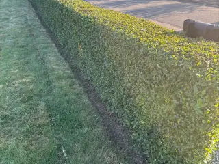 45 meter ligusterhæk 